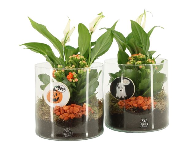 Picture of Halloween arrangement 02pp glass