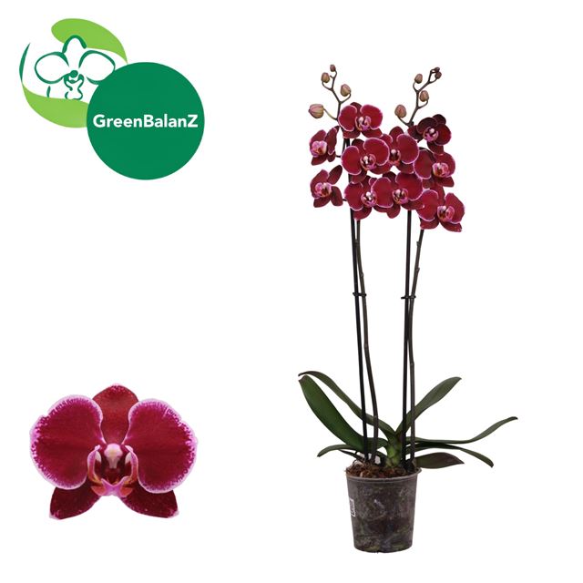 Picture of Phalaenopsis 02-stem montpellier