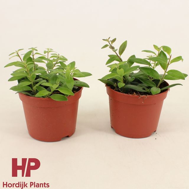 Picture of AESCHYNANTHUS CARO IMP