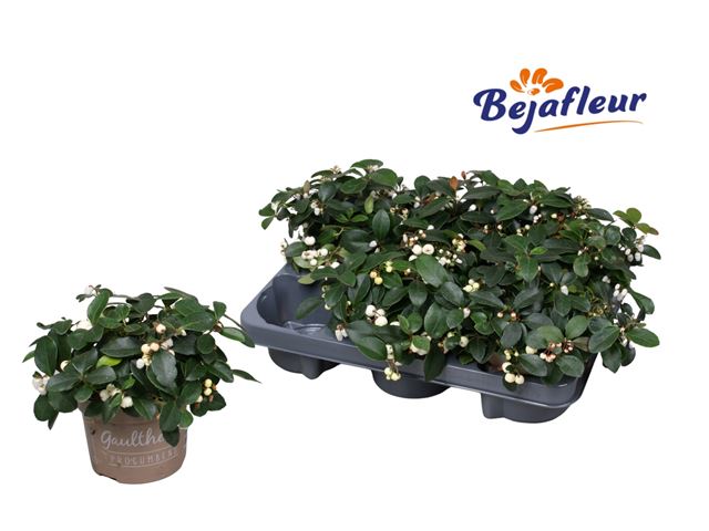 Picture of GAULTHERIA WIT