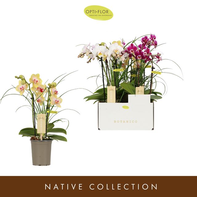 Picture of PHALAENOPSIS 02-STEM BOTANICO NOLINA MIX