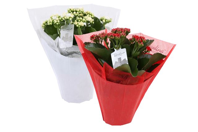 Picture of KALANCHOE ROSALINA RED/WHITE + SLEEVE