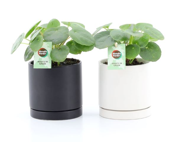 Picture of PILEA PEPEROMIOIDES IN CERAMIC