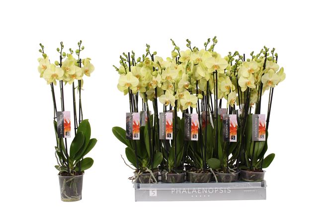 Picture of PHALAENOPSIS 04-STEM VOLTERRA