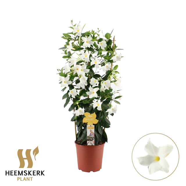 Picture of Mandevilla summerstar white on frame