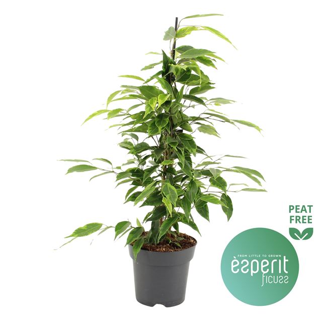 Picture of FICUS BENJAMINA ANASTASIA
