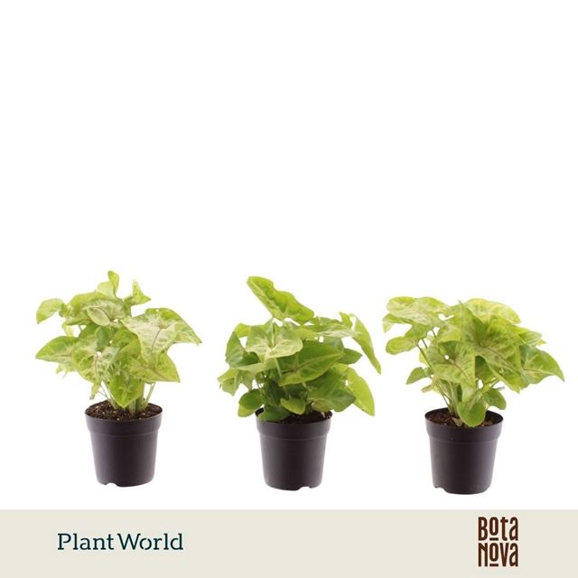 Picture of Syngonium golden
