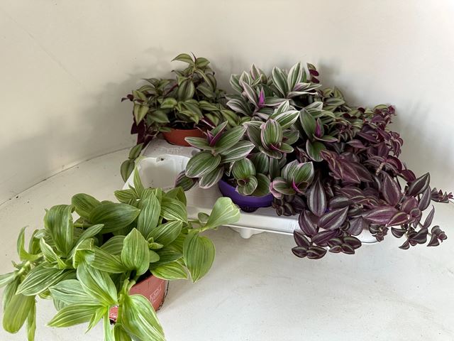 Picture of TRADESCANTIA MIX