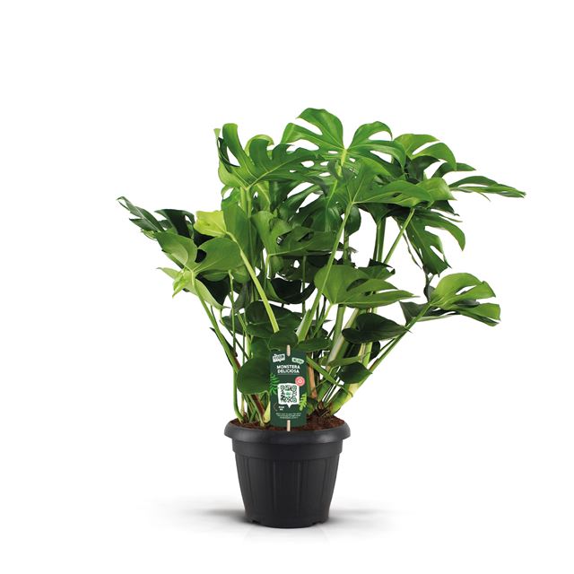 Picture of MONSTERA DELICIOSA