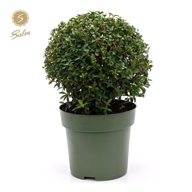 Picture of Osmanthus burkwoodii ball ø38cm