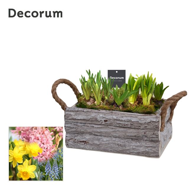 Picture of Bulbs mix twigs box