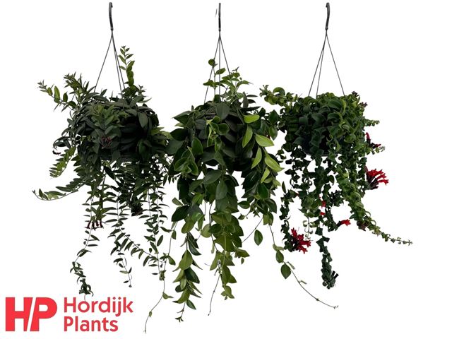 Picture of Aeschynanthus mix in hanging basket