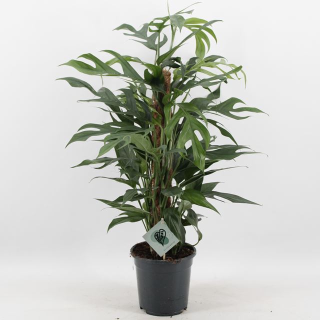 Picture of EPIPREMNUM PINNATUM BALTIC BLUE