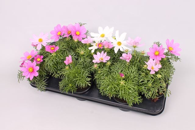 Picture of COSMOS BIPINNATUS SONATA MIX