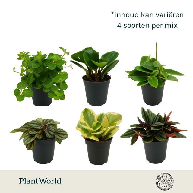 Picture of Peperomia mix