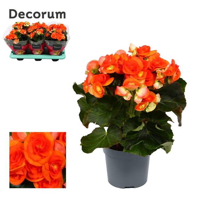 Picture of BEGONIA ORANGE