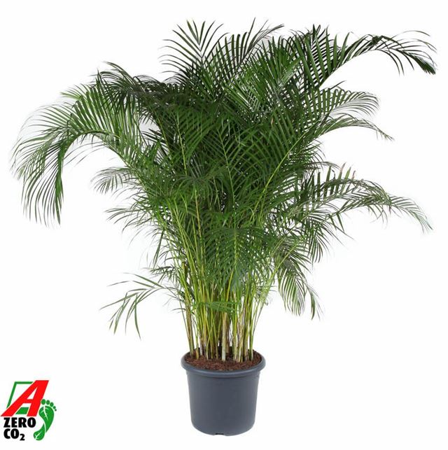 Picture of Dypsis lutescens