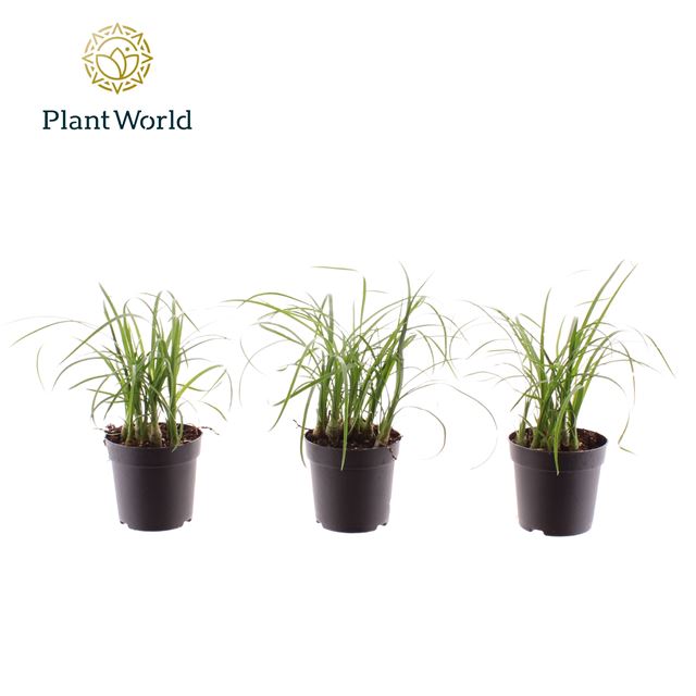 Picture of Beaucarnea recurvata nolina