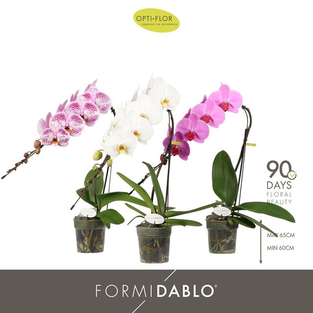 Picture of Phalaenopsis 01-stem formidablo mix