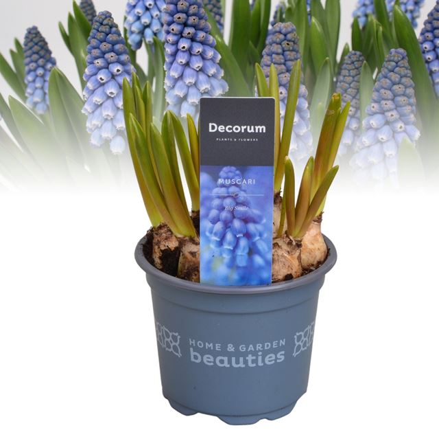Picture of Muscari armeniacum big smile