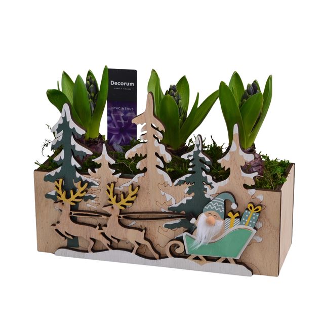 Picture of HYACINTHUS 03BULBS WOOD FOREST SLEIGH RIDE
