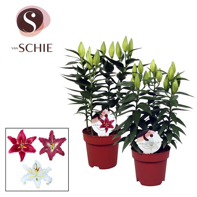 Picture of LILIUM ORIENTAL MIX