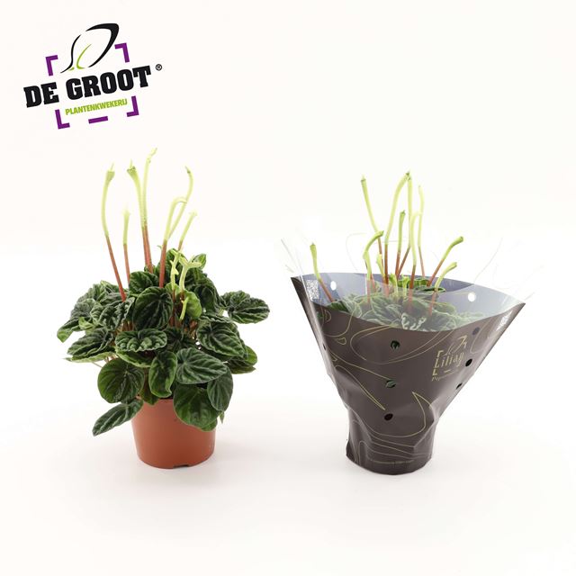 Picture of Peperomia caperata lilian