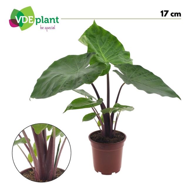 Picture of Alocasia imperial red