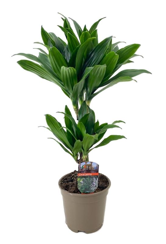 Picture of Dracaena fragrans compacta 030+/010+