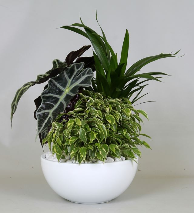 Picture of PLANTED ARRANG. 03PP WHITE CERAMIC - PEBBLE FINISH