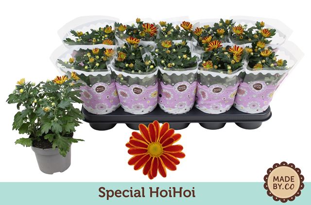 Picture of Chrysanthemum special hoihoi