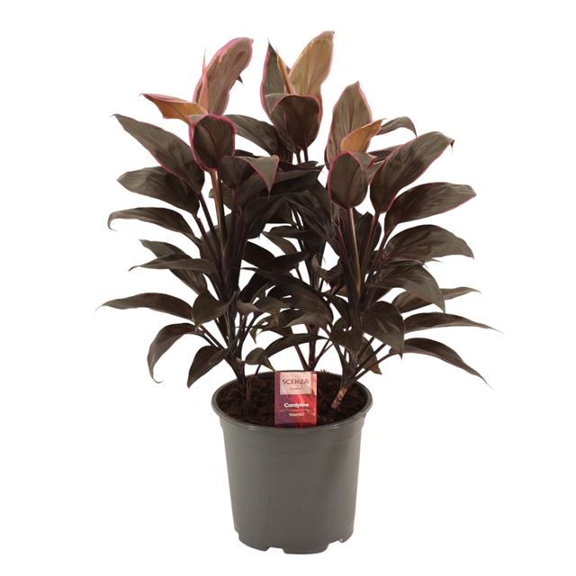Picture of CORDYLINE FRUTICOSA 03PP MAMBO