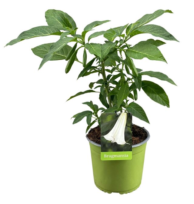 Picture of BRUGMANSIA WHITE IN GREEN POT