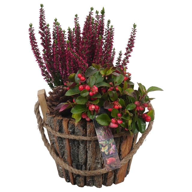 Picture of AUTUMN ARRANGEMENT OUTDOOR IN WOODEN BASKET