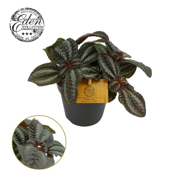 Picture of PILEA INVOLUCRATA NORFOLK