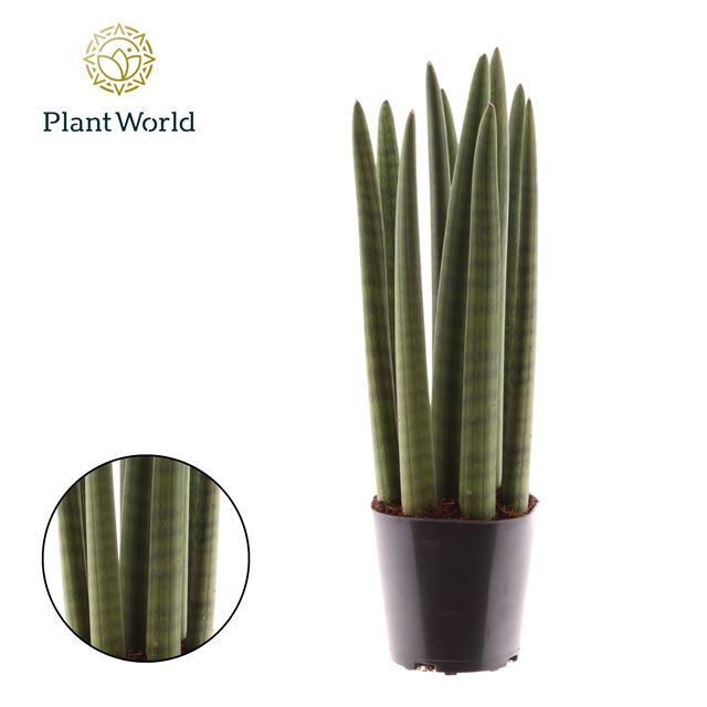 Picture of Sansevieria spaghetti