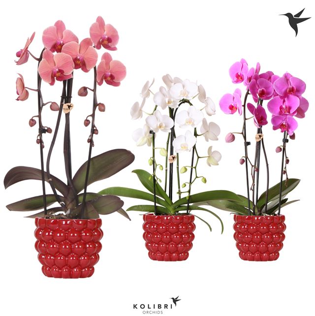 Picture of PHALAENOPSIS 02-STEM MIX CASCADE IN CERAMIC RED