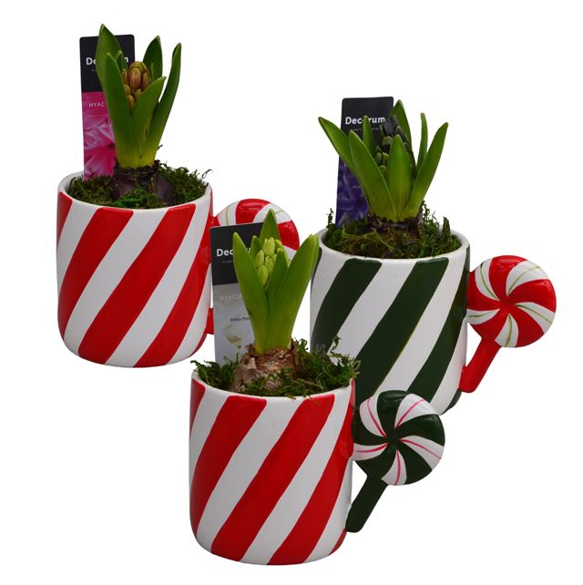 Picture of HYACINTHUS 01BULB CHRISTMAS CANDY MUG