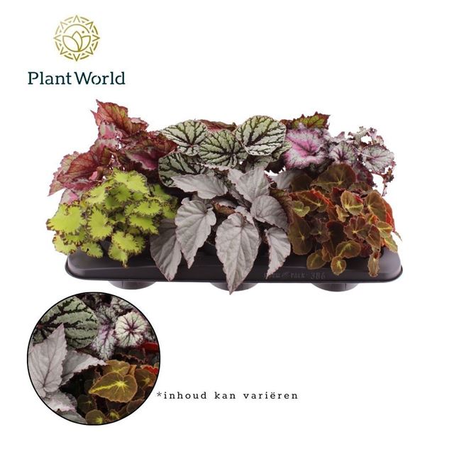 Picture of Begonia rex magic colours