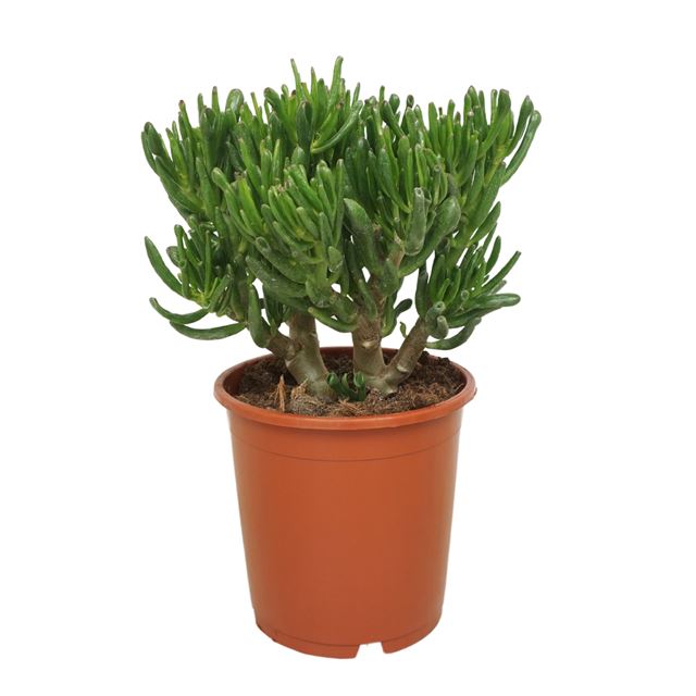 Picture of CRASSULA OVATA GOLLUM