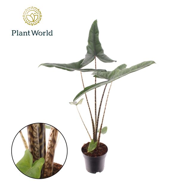 Picture of ALOCASIA TIGRINA SUPERBA 