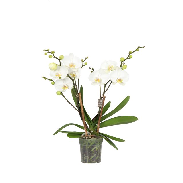 Picture of PHALAENOPSIS 02/03-STEM BAMBUSO BLANCO