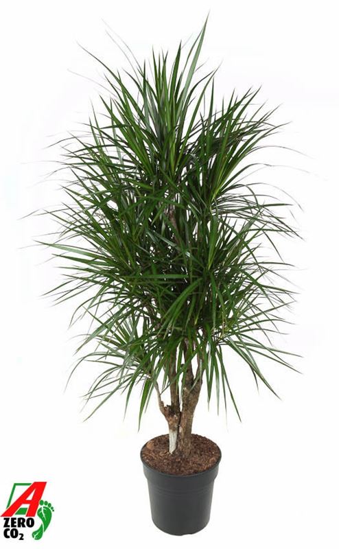 Picture of Dracaena marginata branched