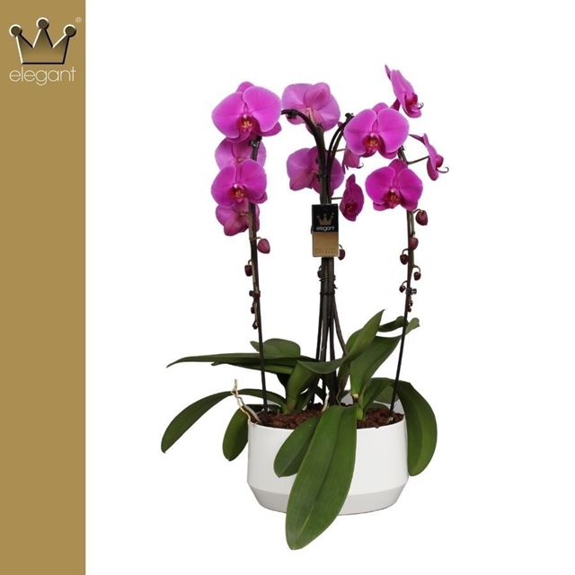 Picture of Phalaenopsis 03-stem cascade mix in ceramic