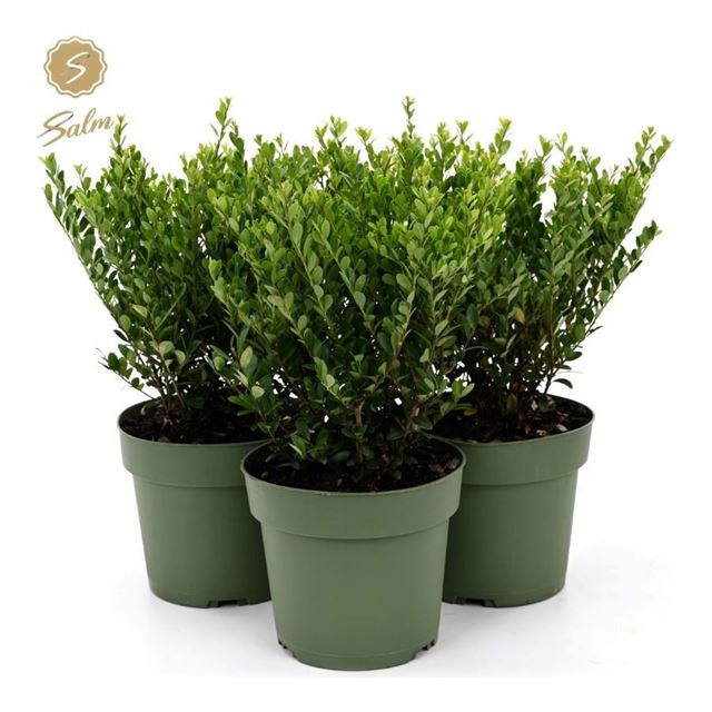 Picture of Ilex crenata bush