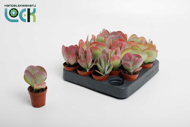Picture of KALANCHOE THYRSIFLORA RED LIPS