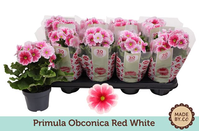 Picture of PRIMULA OBCONICA RED-WHITE