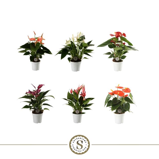 Picture of Anthurium andreanum champion mix