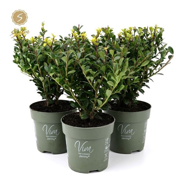 Picture of Ilex crenata jenny