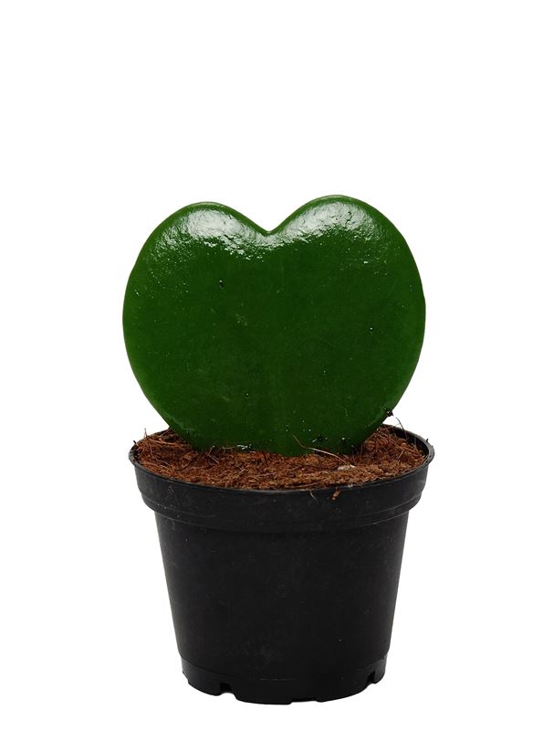 Picture of HOYA KERRII SINGLE HEART